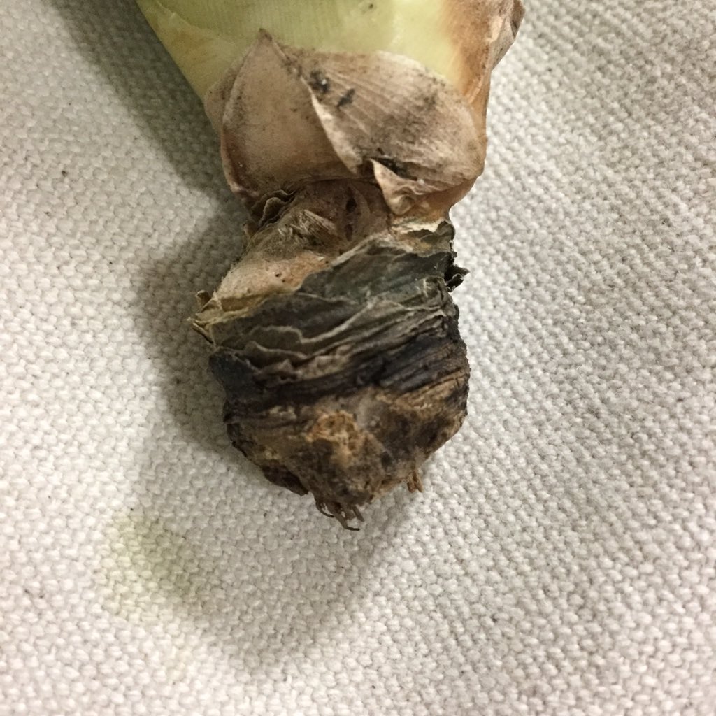 pugyu's tweet photo. ベヌ子の根、上手く乾燥していい感じです。
そろそろ植え込もうかと思うのだけど、
水苔とベラボン、どちらが良いかしら？
#チランジア
#ティランジア
#venusta 
でも実は、今は
#ラシナエア
らしい https://t.co/qnwzivKapT