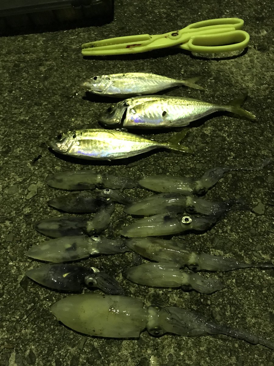 協和漁業協同組合 Kgk 組合長 ベイカ 今回はエギで釣りましたが 淀さんに売ってる仕掛けにオキアミを付けて釣ると簡単にたくさん釣れますよ 食べ方は 煮付け アヒージョ 塩茹でしてマヨネーズ醤油や酢味噌を付けて などなどです