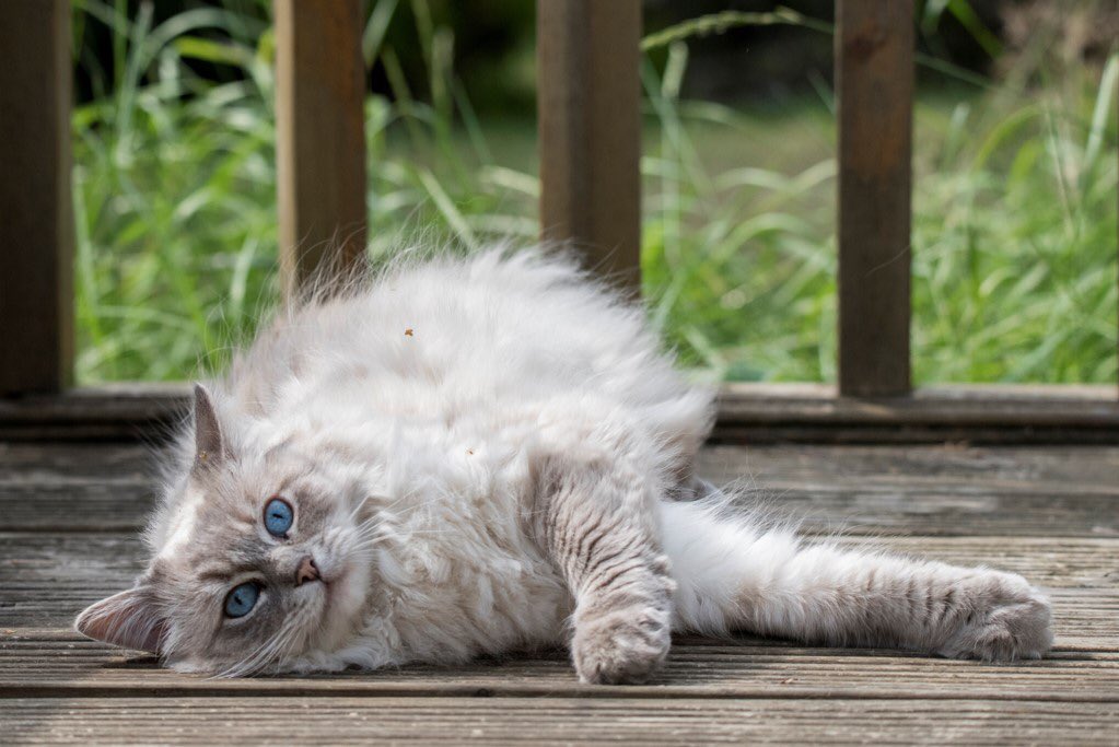 ImagineKaye's tweet image. #photograghy #kitty #ragdoll #cute #CatsOfTwitter 

instagram.com/imaginekaye/