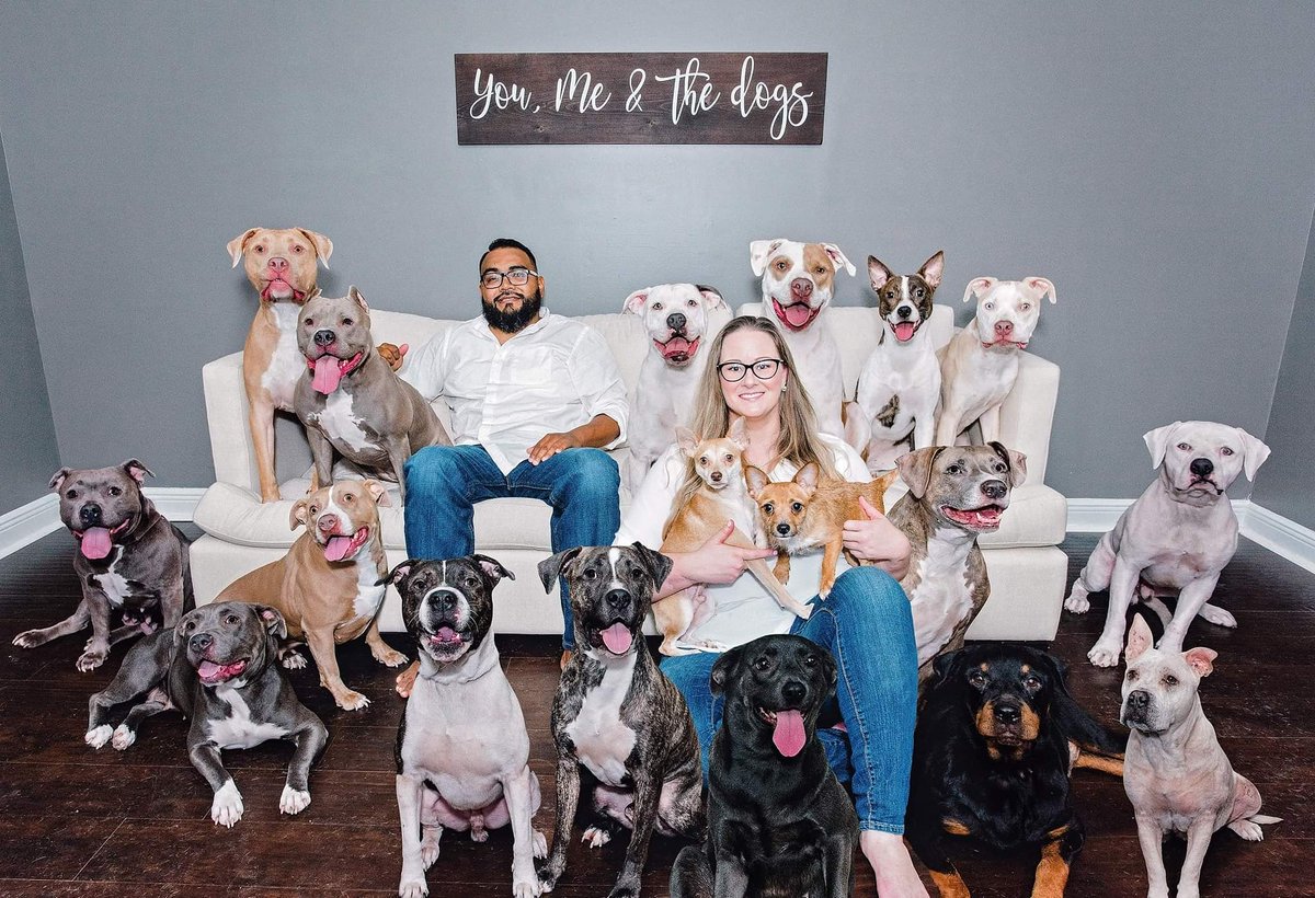SergioNavarret3's tweet photo. Oh, I'm sorry... you can't foster, why?!? 😂 #thisishouston #18rescueddogs #theyrescuedme #rescueislife #rescuingsaveslives #fosteringsaveslives #savealife #adoptdontshop #rescueyournextbestfriend #adoptyournextbestfriend #spayandneuter #pitbulllove #muttlove #doglove #DogRescue https://t.co/CZsLyj382g