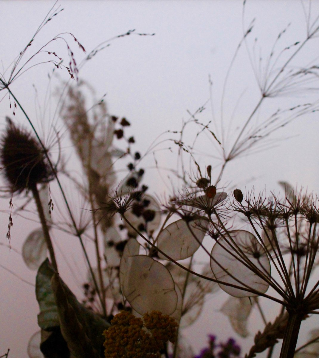 Wintery bunch #homegrownflowers #everlasting