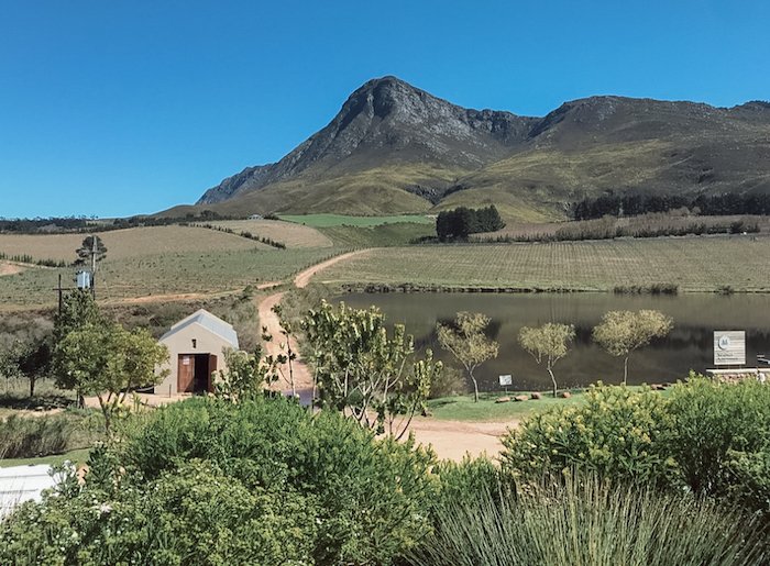 WOSA_USA's tweet photo. Did you know, Constantia has been making top-shelf wine for longer than anywhere outside of Europe?  Kelli White talks quality, quantity, region and history when it comes to #SAwine: https://t.co/kG699N1uz4
📸: @kelliwhitewine https://t.co/v7OAnJHyJF