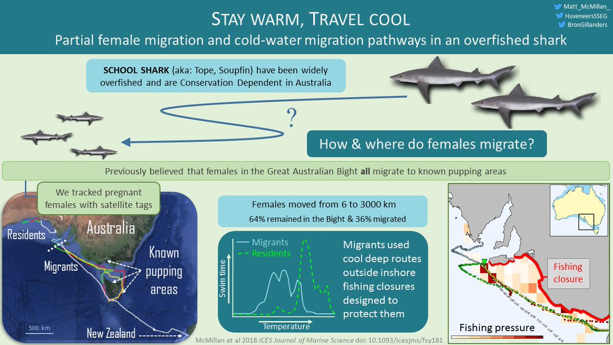 MattMcMillanSci's tweet photo. New paper! We track pregnant #Conservation Dependent school shark (aka: soupfin, tope) and show pupping range is greater (and migrations less uniform) than assumed, while closures don't protect migrating females https://t.co/s4rnwUzLLq

@ICES_ASC #sharkscience #fisheries #PhDchat https://t.co/asPX7w7lBh
