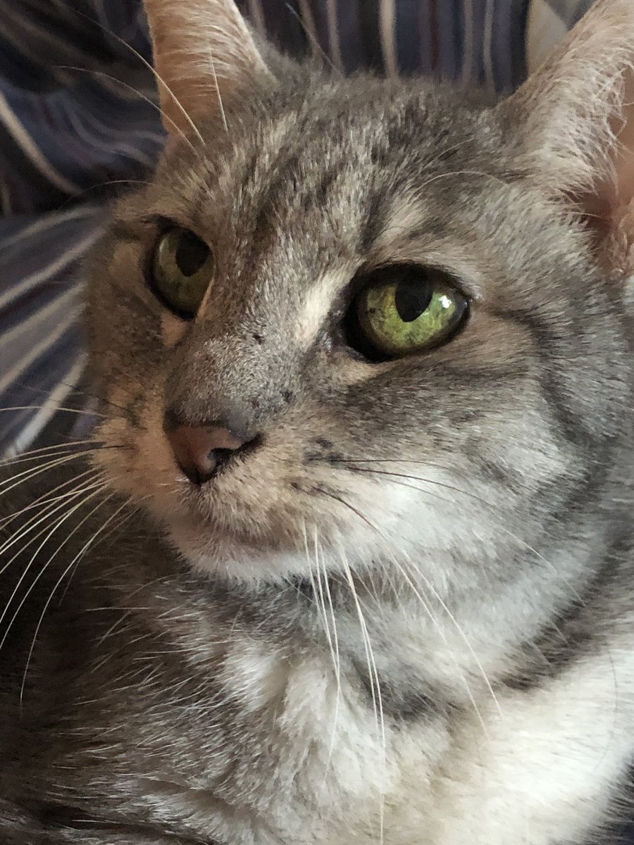 laurencampshure's tweet photo. hi, i’d like to file a complaint. my cat has better eyelashes than me. https://t.co/2k66xdAmFk