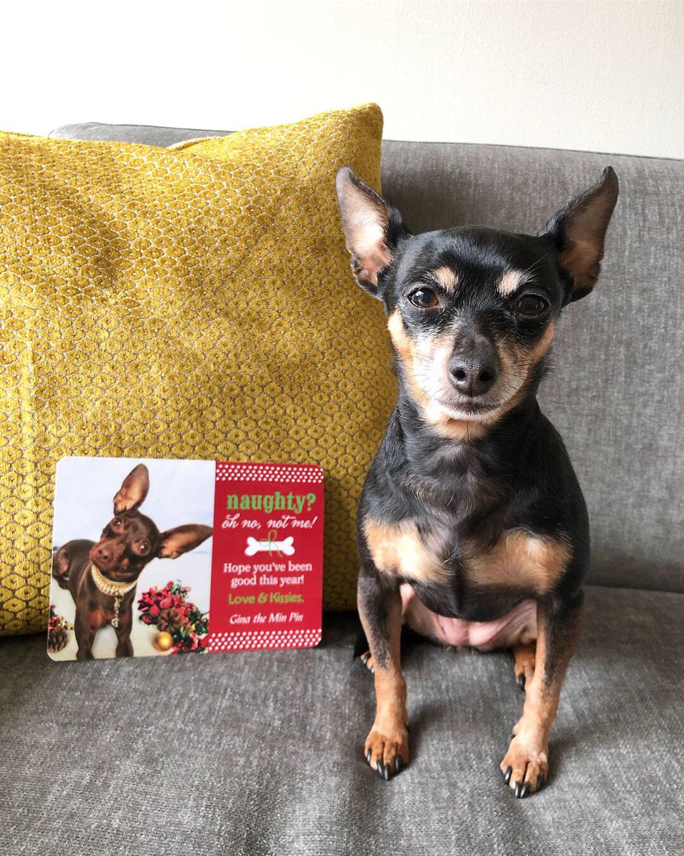 silliously's tweet photo. So happy that I got my 1st holiday card from my bff @ginatheminpin isn’t she the cutest? 🥰👯‍♀️💌 
#tistheseason #friendship #silliouslysparta #minpin 
#miniaturepinscher #minpinbuddies #doggo #dogs #cutedogs #ilovemydog #furbaby #doglovers #vegandog #dogsofnyc #adoptdontshop https://t.co/VN8urTF3vE