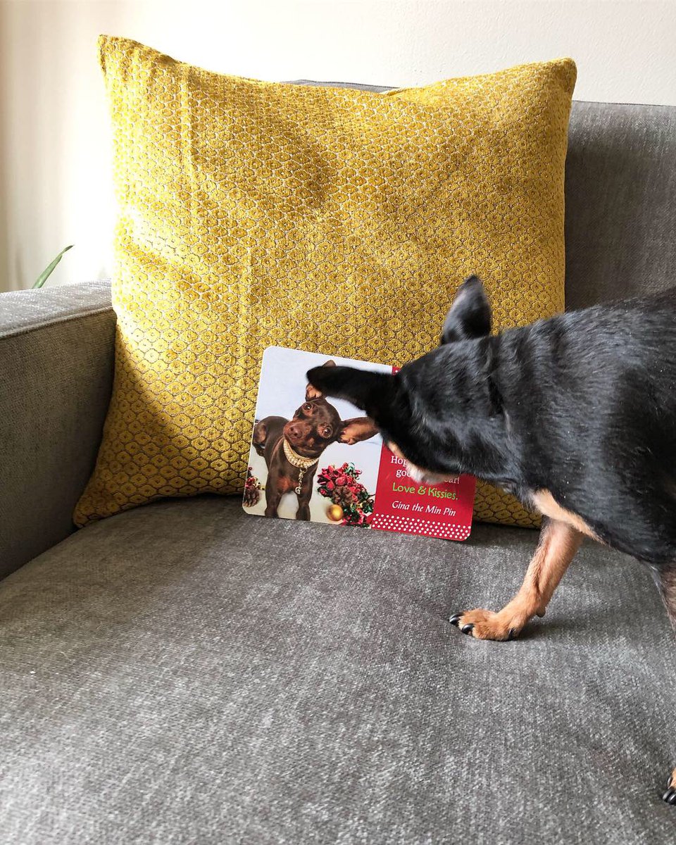 So happy that I got my 1st holiday card from my bff <a href="/ginatheminpin/">Gina the Min Pin</a> isn’t she the cutest? 🥰👯‍♀️💌 
#tistheseason #friendship #silliouslysparta #minpin 
#miniaturepinscher #minpinbuddies #doggo #dogs #cutedogs #ilovemydog #furbaby #doglovers #vegandog #dogsofnyc #adoptdontshop