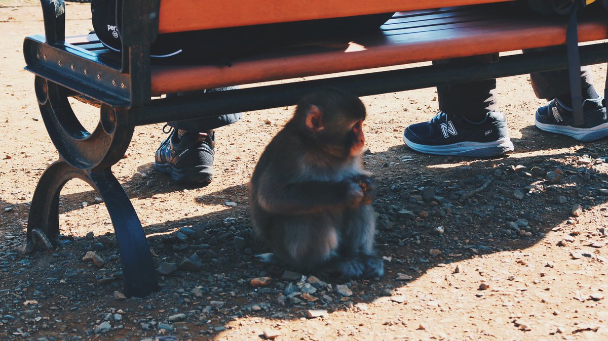 FainTzOG's tweet photo. Iwatayama Monkey Park, Kyoto https://t.co/enGyBLEsMQ