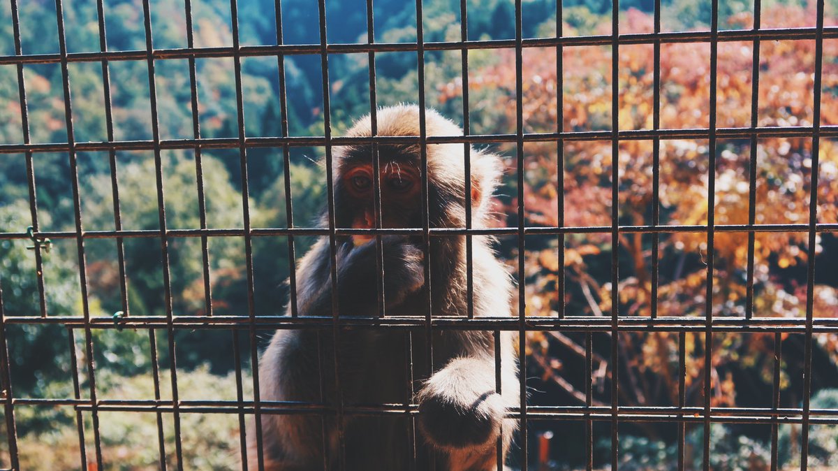 FainTzOG's tweet photo. Iwatayama Monkey Park, Kyoto https://t.co/enGyBLEsMQ