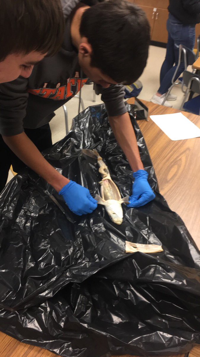 eburg_ffa's tweet photo. Dissecting Sharks in Wildlife and Fisheries!
#ehawkpride https://t.co/9VwwcK2eYZ