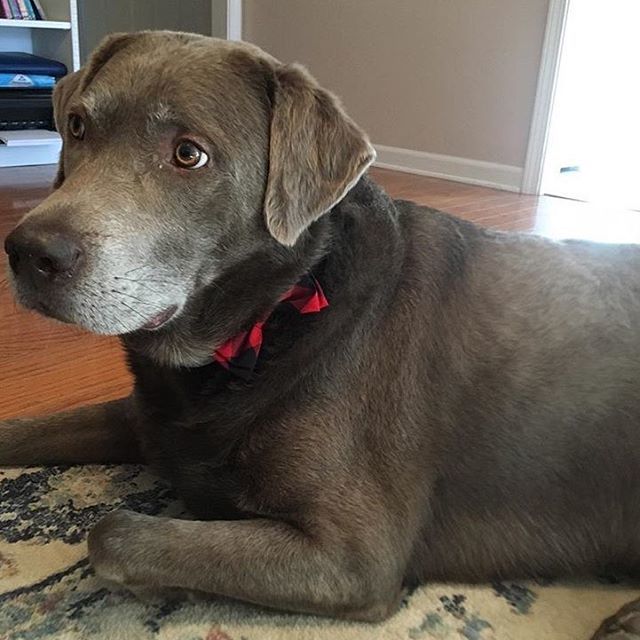 Rogers_Suzanne's tweet image. Run with the big dogs, enjoy the heavenly food, know that you are loved. RIP Pewter #dogmoms #silverlabsofinstagram ift.tt/2Qm1nwc