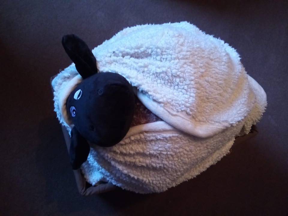 Live Nativity tweet media