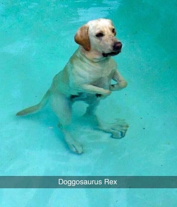 doglovers76's tweet photo. Doggosaurus Rex https://t.co/mxwcXQjjUI