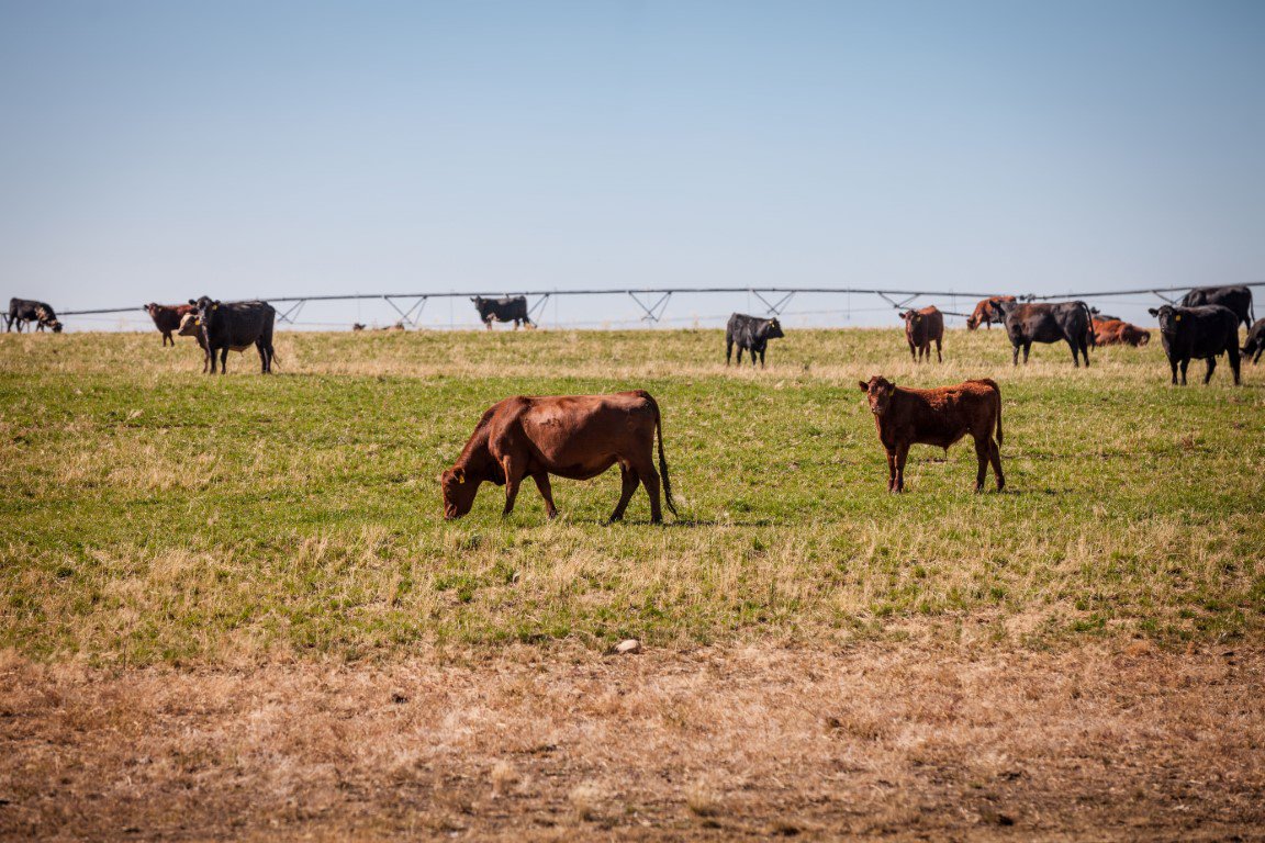 LethCollege's tweet photo. We're excited to announce the speaker lineup for our 20th annual Tiffin Conference on Jan. 17! 

Our five guest speakers will challenge our audience to take bold steps to innovate and advance the red meat industry in Southern Alberta.

Read more ➡ https://t.co/CYgZOvwdpn https://t.co/pHRAZFotxG