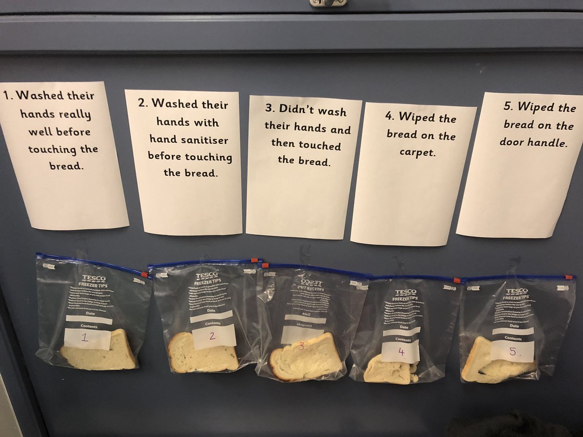 P2WCockenziePS's tweet photo. Elfie set us a new learning challenge today and we were experimenting with germs and hand washing. We are looking forward to seeing what happens to the bread. @CockenziePS #germbusters #elfintheclassroom https://t.co/ytKbbDB8w1