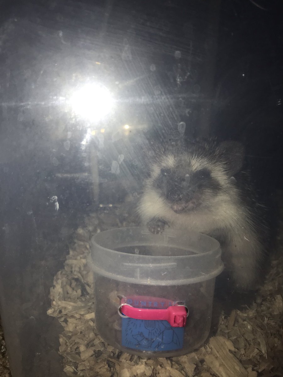 OfficialPumpky's tweet photo. Did she turn into a raccoon?? https://t.co/1hPf0m6Kvd