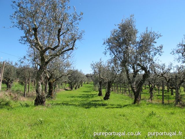 PurPortugal's tweet photo. FVS35: Terreno com Projeto https://t.co/EFUvHMKp33 Projet approuvé pour conversion d’une ruine en grande maison de 5CH &amp; isolation en liège portugais. Terrain de 2,859m2 avec arbres fruitiers &amp; oliviers au bord d’un lac #PedrogaoGrande #Portugal https://t.co/tXlVzZXRI4