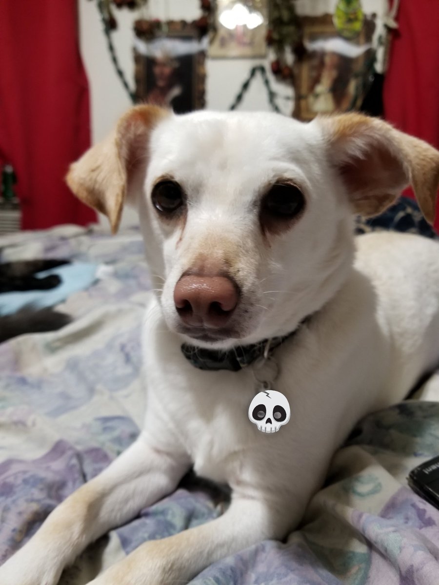 Wilde4Poe's tweet photo. @amyallantdf My dogs tear stains have him looking straight out of a Japanese horror movie! 😂👻👀🖤 #HauntedDog #LouReedMakeUpJob 🤣 https://t.co/ul38H6Wbi1