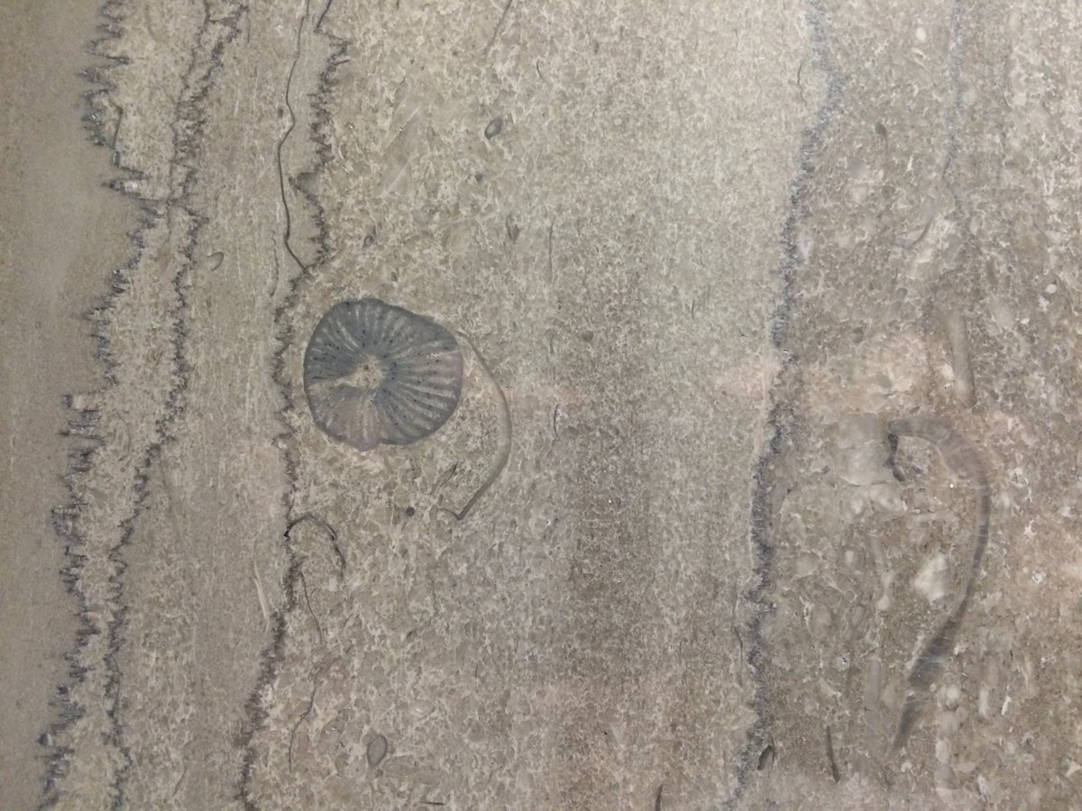 MaryAnthracite's tweet photo. @heathermg @theAGU @AGU_Eos Glad you included the fossiliferous limestone in Rayburn House office building restrooms! Hard for a geologist not to photograph. Here is mine from #GeoCVD 2016. If you are an igneous fan, the curbs on Constitution Avenue on the House office building side have great feldspars! https://t.co/Qs6Ygg9OU2