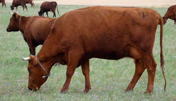 "Dundagas deviņvīruspēks". 1976. gadā kolhozā „Dundaga” sāka ražot karbamīda koncentrātu –  lopkopībā izmantojamu produktu, kas barībā kompen­sē 25 – 35 procentus  sa­gremojamā proteīna. wp.me/p2RuNk-1CZ