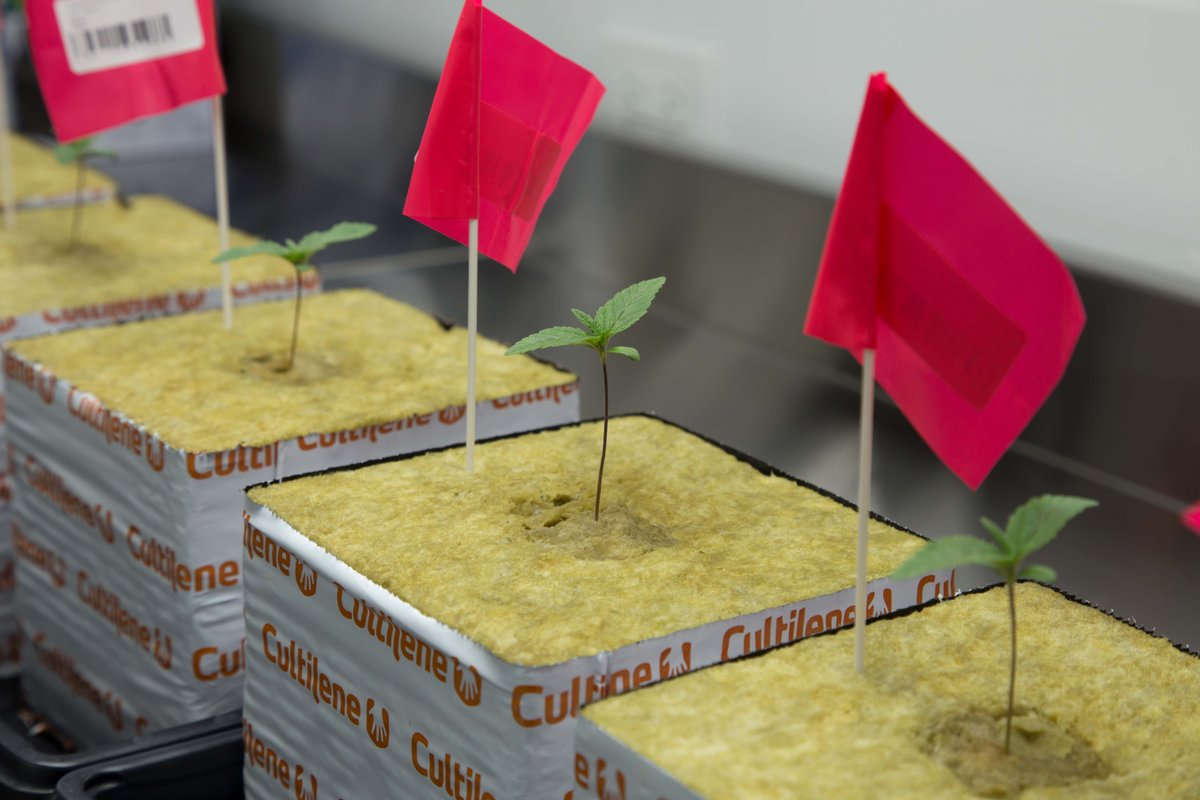 netacaremass's tweet photo. From seed to sale, we do it all right here in #Grassachusetts!
#NETACare #WhyWaitForBetterHealth
#Massachusetts #Cannabis
#CannabisCommunity
#MedicalMarijuana
#RecreationalCannabis
#EastCoastGrown
#MassMMJ
#Seedling
#THC
#CBD https://t.co/ulfpF7UTQY