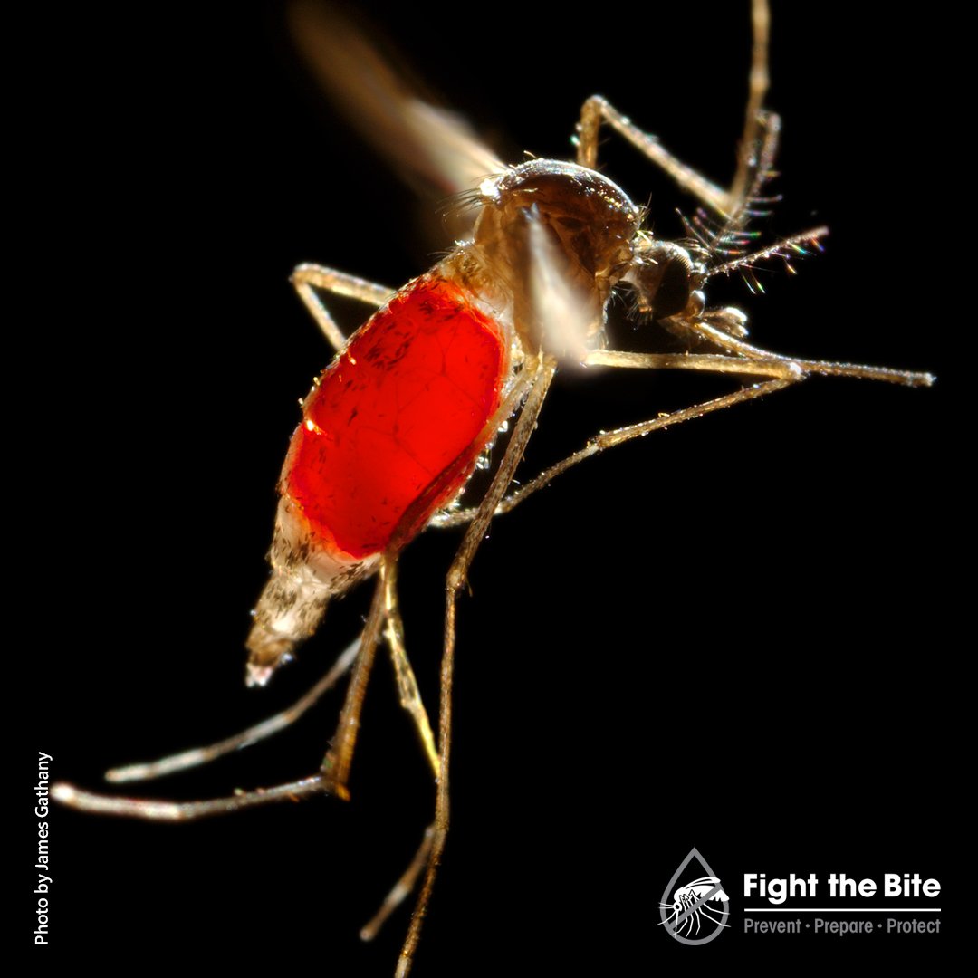 FightTheBiteHI's tweet photo. Most Aedes mosquitoes will NOT fly farther than 4 full football fields in their lifetime. Learn more from @WHO : https://t.co/Pkmqpvztpk #Mosquito #StayingRightHere https://t.co/6V1YdAOwCH
