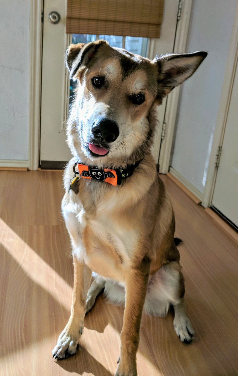 Lanipator's tweet image. For those asking in the latest TFS Update vid. Yes I did name my dog Mr.Stake and he is just as friendly as his namesake.