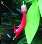 Edinburgh Journal of Botany tweet media