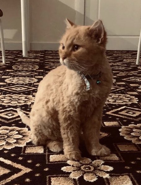 <a href="/RiyadhCats/">RiyadhCats</a> #قط_مفقود <a href="/Saudipets/">Saudi Pets</a> @AdPetClinic <a href="/_ALYASMIN_/">الياسمين لايف</a> <a href="/MissingCats_sa/">#قطط_مفقودة</a> #اعلان_حيوانك_المفقود       تم العثور على قط ذكر بالغ معقم ( لون كراميل ) في الرياض حي الياسمين .. الرجاء من اصحاب القط التواصل معنا ..