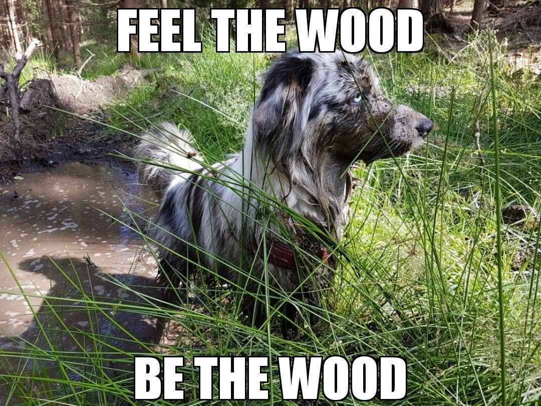 DogMemesIntern1's tweet photo. https://t.co/ZmjPxXtIXU