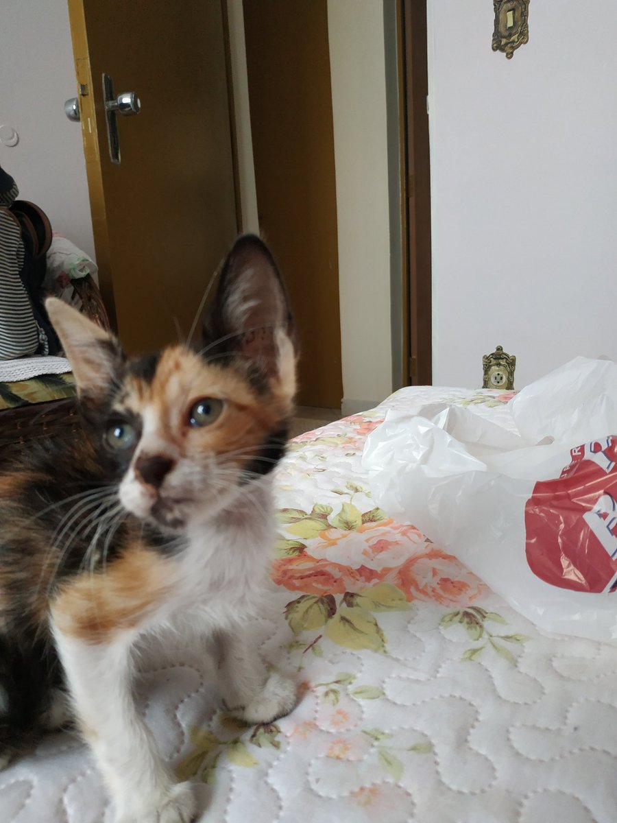 _Leticiatristao's tweet photo. Essa aqui é a Dora, encontrei ela na rua, e a levei ao veterinário, foram feitos alguns exames, constou uma infecção mt grave e precisa ser tratado urgente. peço ajuda de vcs p q contribua com o tratamento dela, p q ela fique boa logo. link da vaquinha on: https://t.co/rZeFgh0eAf https://t.co/NXWRDQ422T