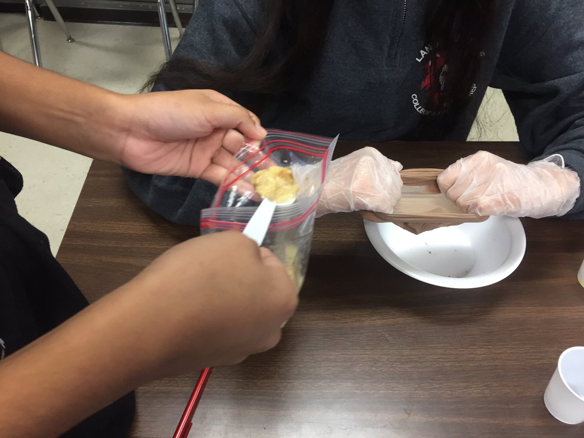 MrsCamposSTEM's tweet photo. Proud of my #Liontists! Today Ss created a model of the digestive system. Afterwards, Ss analyzed the model &amp; wrote about any inaccuracies. Finally, they summarized and discussed the steps of the lab on @flipgrid! #writingaboutscience #speakingaboutscience #ELLsupport @LandrumMS https://t.co/27dKznERdp