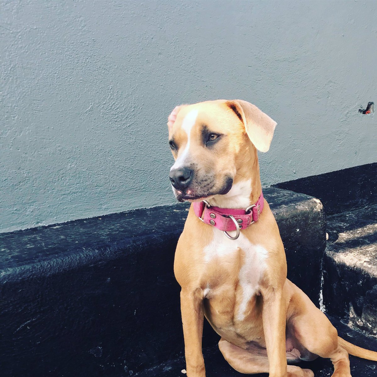 LunaAdopta's tweet photo. Dorotea bebe 9 meses sociables y amoroso 🥰 #adoptala #esteriliza #adopta informes adopcioneslunaytamara@gmail.com https://t.co/qcHZlHltp7