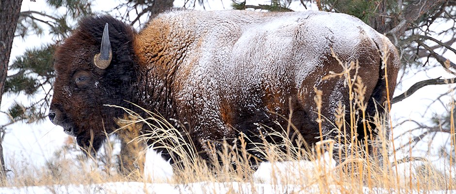 wildlifesociety's tweet photo. The #CSC, @UNLwildlifeclub and #WSC Student Chapters have been volunteering with numerous organizations including @RMEF, @NEGameandParks, @nature_org #BrokenKettle. #WildlifeSociety https://t.co/UFqZYT5pae https://t.co/TQ3fsi7v87