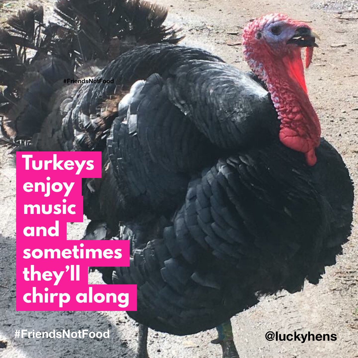 luckyhens's tweet photo. Today’s #TurkeyFact #gobblegobble https://t.co/zkydc16xjB