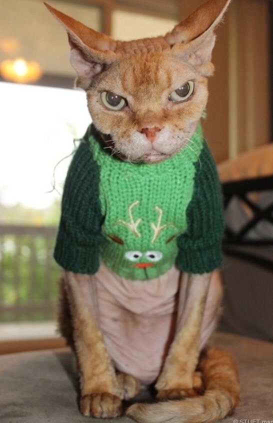 Don’t be this guy on Saturday night! Guaranteed laughs <a href="/FAImprov/">The Free Association</a> cos it’ll be LADIES NIGHT! 7:30pm, followed by the wondrous COMMITTEE at 9pm. Book now for Xmas cheers - £6 each (or £9 for both shows) thefreeassociation.co.uk/fashowslist/la…