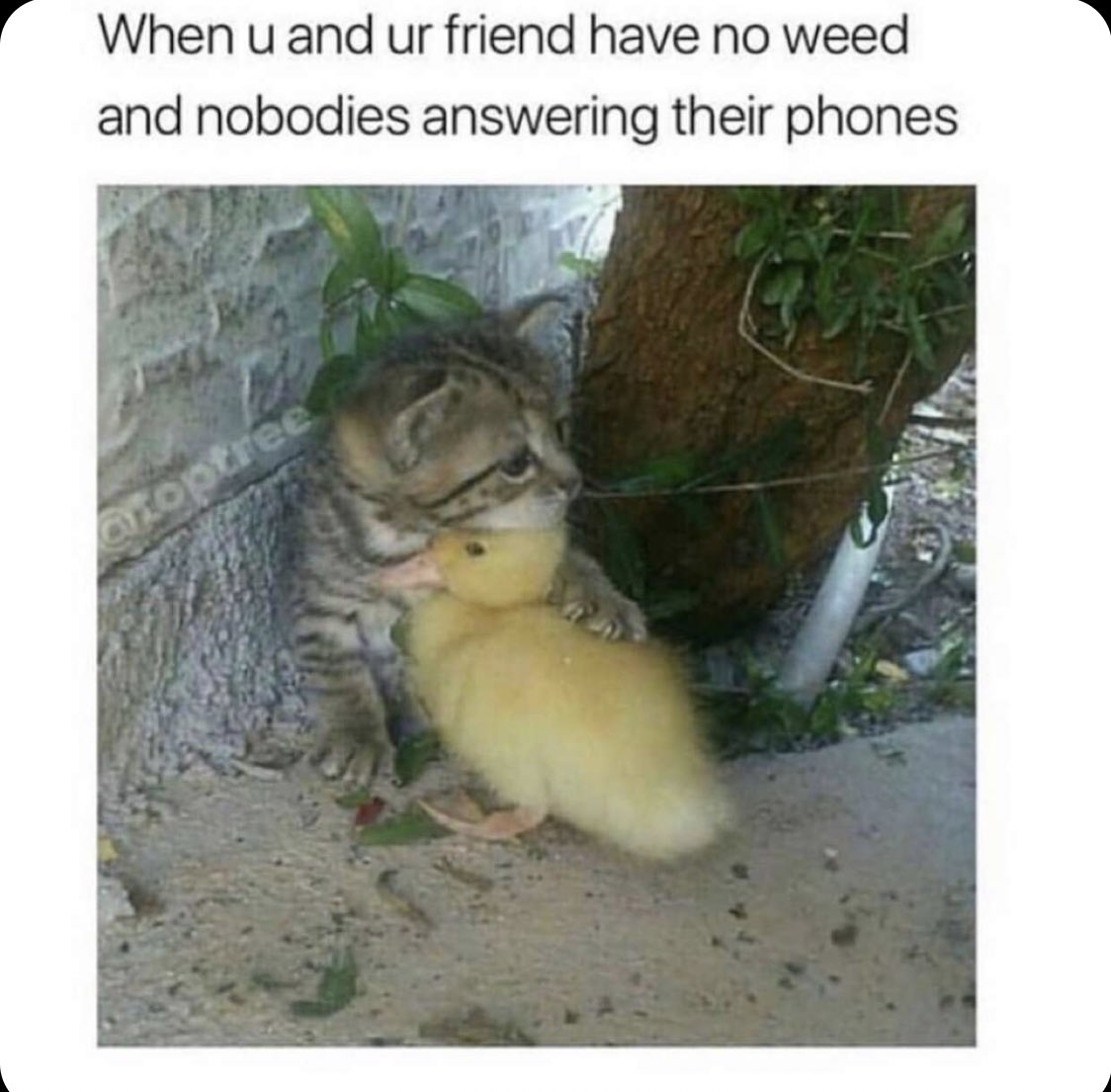 ganjaqueens420's tweet image. Hang in there bro 😪😂 #weedproblems