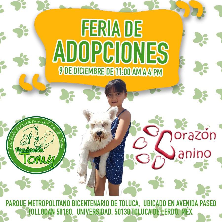 FundacionTomy's tweet photo. Estos son algunos peques que fueron rescatados de maltrato animal y están en busca de un lindo hogar. Por favor, ayuden con difusión. los tendremos el 9 de diciembre en el Parque Metropolitano Bicentenario de Metepec.
WhatsApp 722 572 8828 o ftomy@fundaciontomy.org ¡Gracias! https://t.co/zIXbyXV2oD