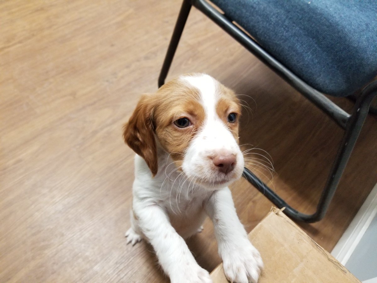 BakeMax_TVI's tweet photo. We would like to introduce the newest member of our team, Lia! She is an 8 week old Brittany Spaniel. https://t.co/xzbz4sSvJ2