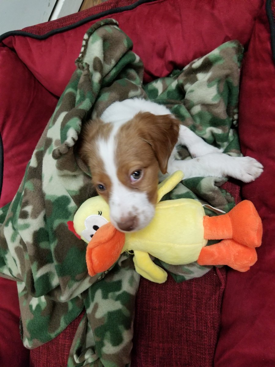 BakeMax_TVI's tweet photo. We would like to introduce the newest member of our team, Lia! She is an 8 week old Brittany Spaniel. https://t.co/xzbz4sSvJ2