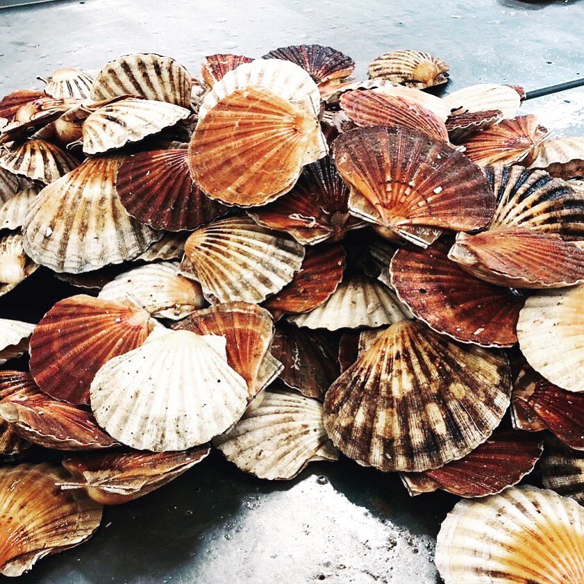 #local #Folkestone #Scoallops ready for #fishfriday <a href="/inn_harbour/">The Harbour Inn</a> #love #seafood