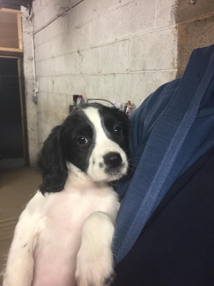 rosieDoc2's tweet photo. "Will pay BIG MONEY to put our little family back together"

"WHOEVER has them we will pay you more than you could make from them"

DAISY blk face/tiny white mark on forehead. MOLLY 🖤on side/grey shadow around her face BOTH CHIPPED 
This family are heartbroken, completely 💔 https://t.co/qf5OAkvTsb
