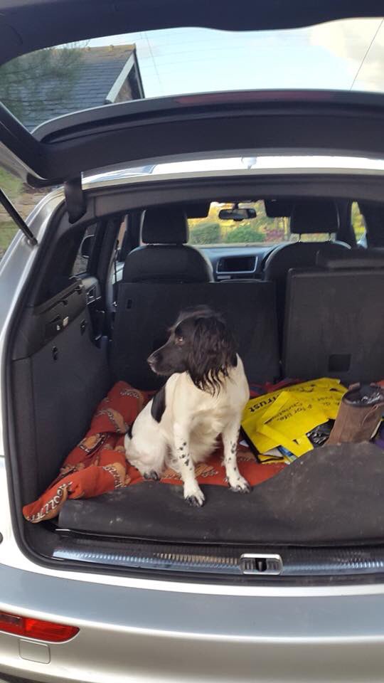 rosieDoc2's tweet photo. "Will pay BIG MONEY to put our little family back together"

"WHOEVER has them we will pay you more than you could make from them"

DAISY blk face/tiny white mark on forehead. MOLLY 🖤on side/grey shadow around her face BOTH CHIPPED 
This family are heartbroken, completely 💔 https://t.co/qf5OAkvTsb