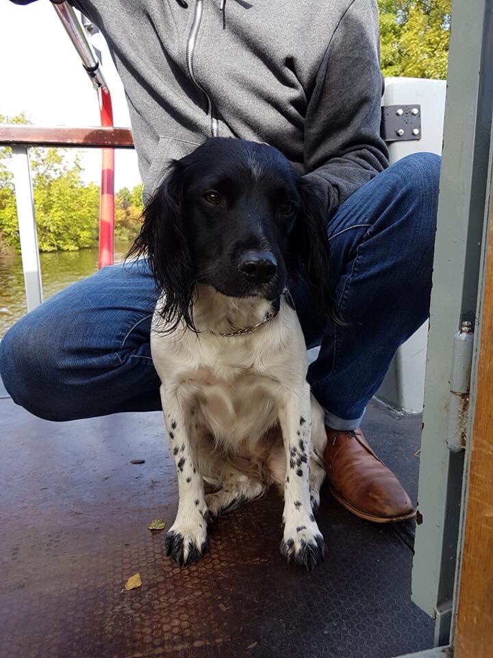 rosieDoc2's tweet photo. "Will pay BIG MONEY to put our little family back together"

"WHOEVER has them we will pay you more than you could make from them"

DAISY blk face/tiny white mark on forehead. MOLLY 🖤on side/grey shadow around her face BOTH CHIPPED 
This family are heartbroken, completely 💔 https://t.co/qf5OAkvTsb