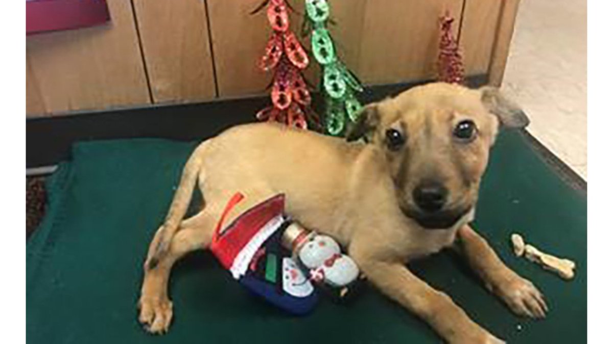 12 Strays of Christmas: Lee-Lee dlvr.it/Qt1Bl6 #ARNews https://t.co/RoIyfBwq3B