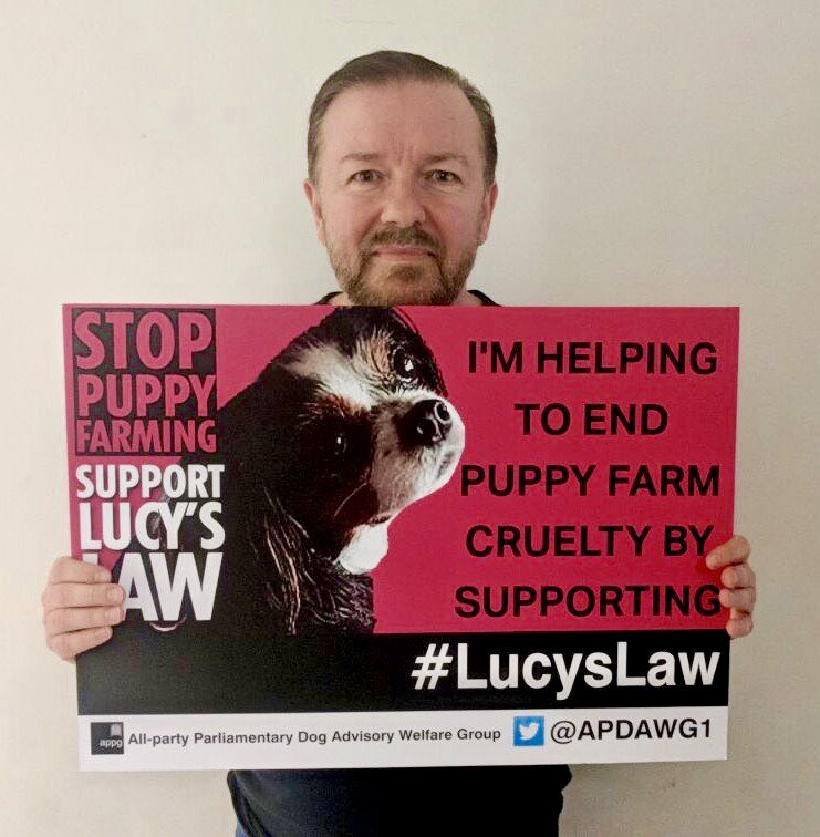 marcthevet's tweet photo. One year ago we launched #LucysLaw in #Westminster. On behalf of my team of campaigners, thanks to every dog-loving politician, celeb, organisation, charity, journalist & supporter for an incredible last 12 months! Full story & timeline: https://t.co/Mlfyiahref #wheresmum #adopt https://t.co/kldmLqiQ2n