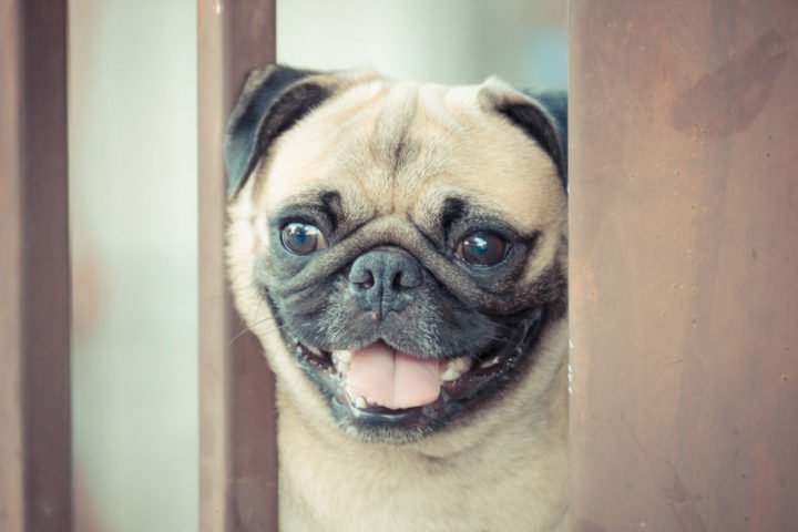 VitalPlanetPets's tweet photo. Considering a #pug as a new family member? Check out our blog on this enjoyable breed. #dog  
https://t.co/eESOikn0gc https://t.co/SZajcPlwoy