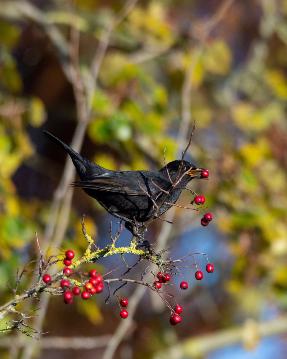 Garrett_Design's tweet image. Chomping those winter berries #NaturePhotography #wildlifephotography #blackbird #britishbirds #berries #winter