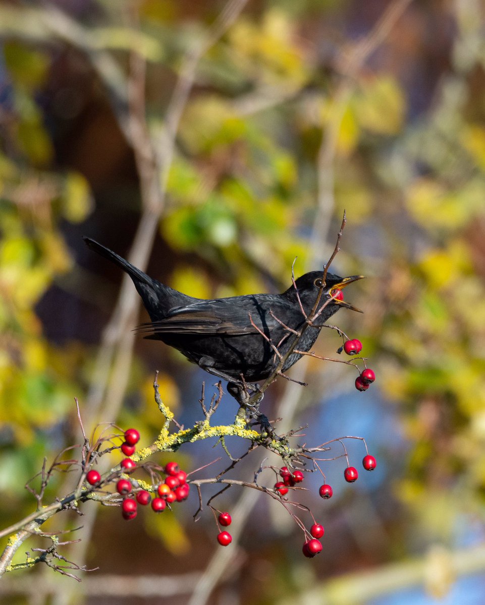 Garrett_Design's tweet image. Chomping those winter berries #NaturePhotography #wildlifephotography #blackbird #britishbirds #berries #winter
