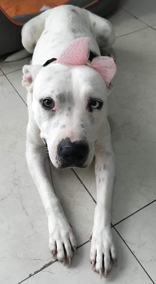 israel_villa10's tweet photo. No lo puedo creer, hace 6 meses que te salve la vida, y hoy estas disfrutando de ella, te amo con todo mi ser😭❤ https://t.co/1S5dhKOo0r