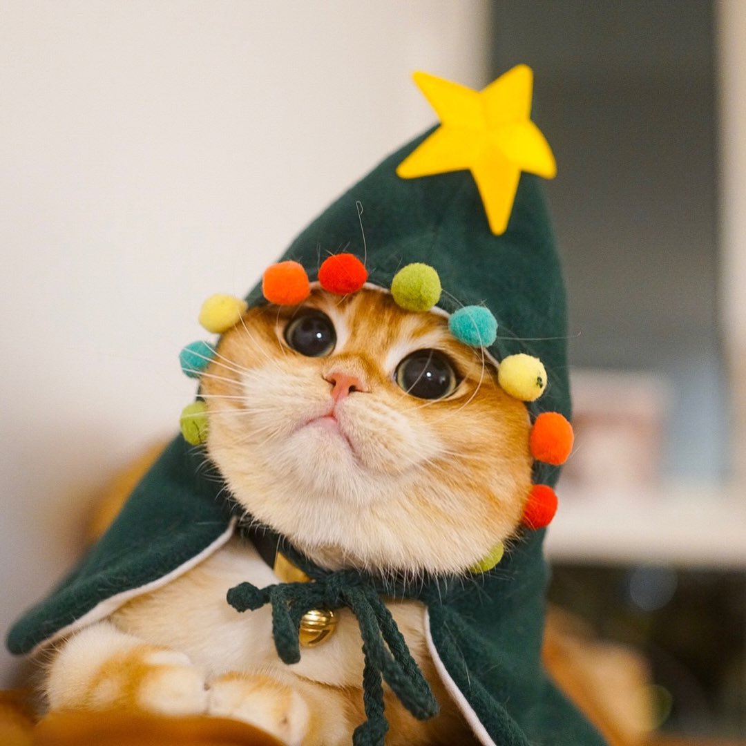 Кот в костюме елки